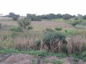 Agricultural Plot, Chingwere, Zambia