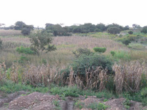 agriculture-plot-chingwere-zambia